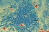 A heat map of several urban areas.